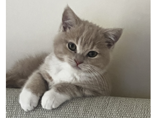 弊社のマスコットネコ（吉田の愛猫）：きなこ