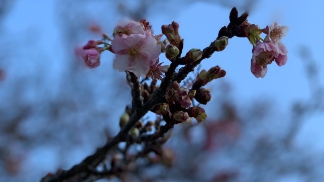 人間は考える葦である
