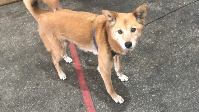 うちの会社は犬を飼っている