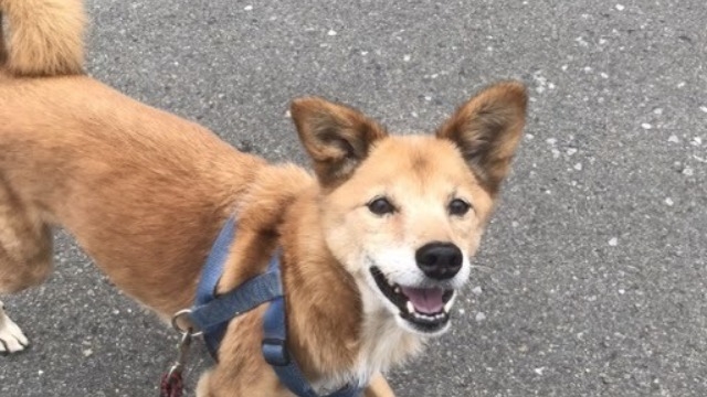 犬を飼っている会社