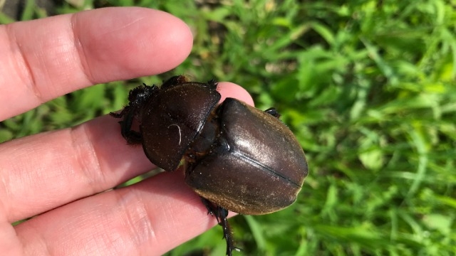 社内のチャットにカブトムシ登場