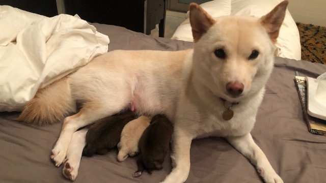 弊社のビッグボス