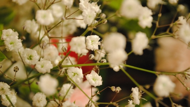 叶姉妹をリスペクトする日々