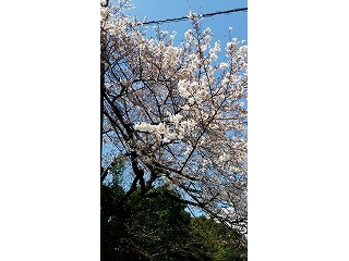 桜