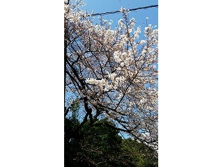 桜