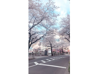 お花見しましたか？