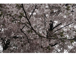春の到来と花粉症…