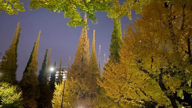 外苑イチョウ並木に行ってみた！