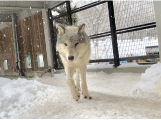 北海道に逃げたい