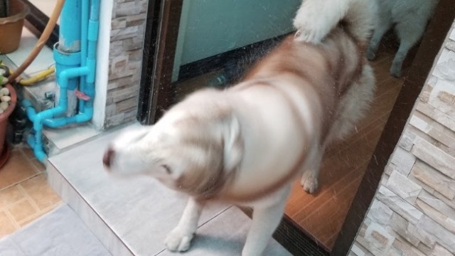 タイの犬