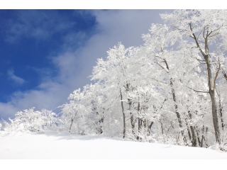 雪はいつ降るの？