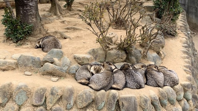 岩か狸か将又猫か