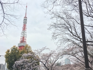 お花見しました★