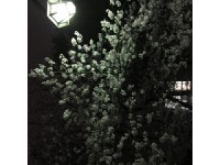 お花見テロリスト