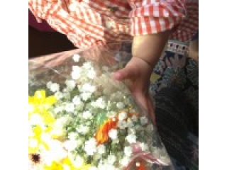 華！花！はな！