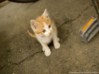 スペシャルな癒し