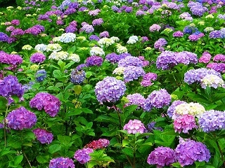 年中無休のダイエッター