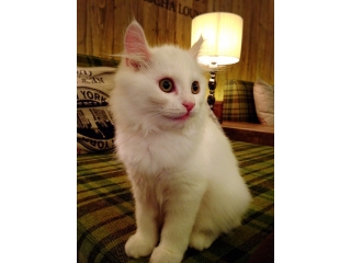 つかの間の癒しをお届けします