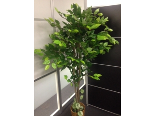 君はベンジャミン