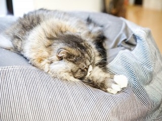 ねこの癒し最強です