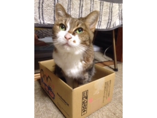箱入りにゃん娘