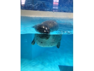 フレッシュマンアゲイン