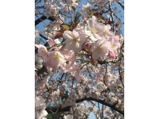 夏がどんどんやってくる、、、