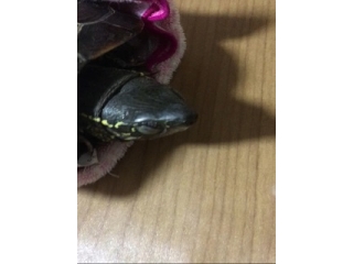 亀関係者各位へ