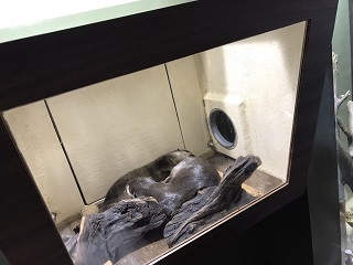 代わりのカワウソ