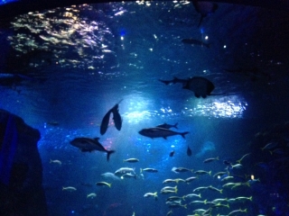 今日のフュージョニア～そろそろ夏休み～