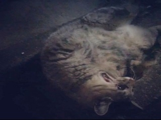 動物に癒されたい！