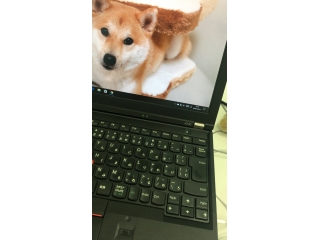 社長！看板犬が飼いたいです。