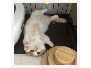 ７/10【エンジニア対象】会社説明会を開催します！