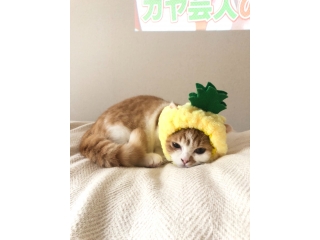 ７/10【エンジニア対象】会社説明会を開催★★