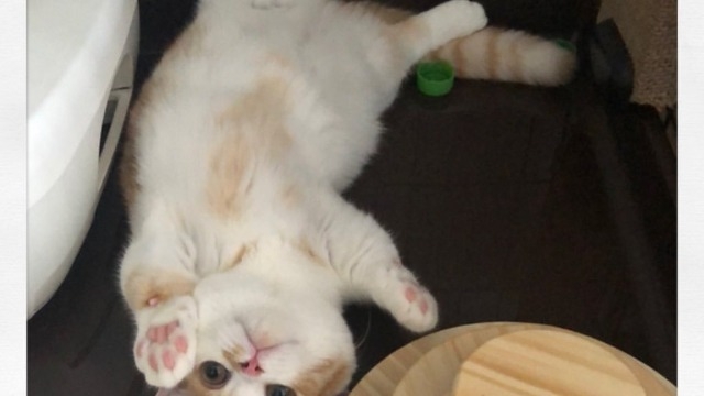 【20卒エンジニア向け】7月10日説明会開催★