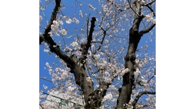 4月WEB会社説明会開催決定【株式会社ライブズ】