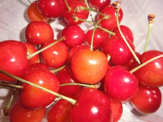 さくらんぼの季節。