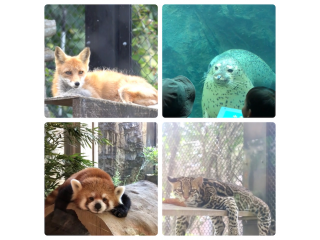 【アイレット開発アプリ紹介☆】動物園がスマホで見れる！one zoo！