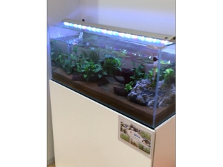 レンタル水槽してます( ^ω^ )