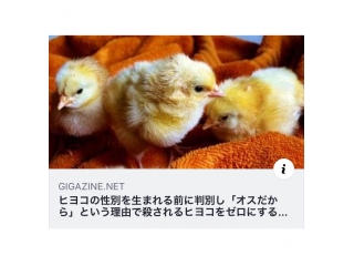雄のヒヨコにも助かって欲しい?
