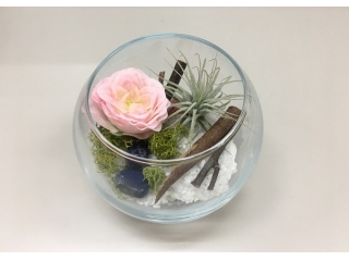 エアープランツ！