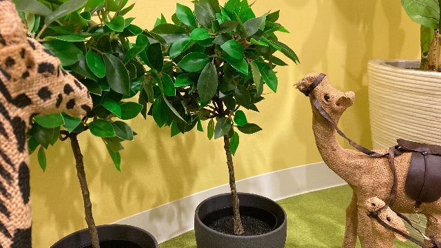 トラントの小さな仲間たち★