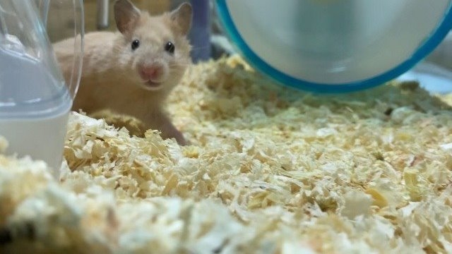 トラント新卒の働き方～香川出身あゆの場合～