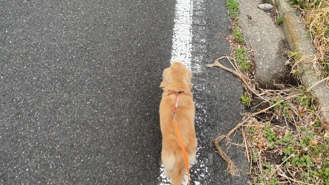 【22卒内定者】犬と散歩