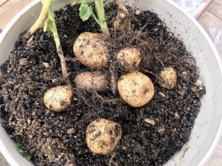 ★社内菜園！？今日はじゃがいもを収穫★