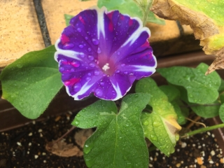 朝顔が咲きました☆