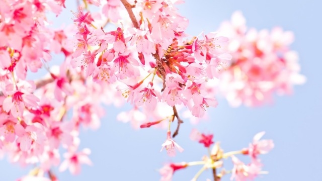 【社内情報】リモートでお花見！！？