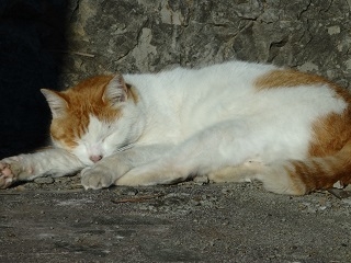 仕事と後輩と私