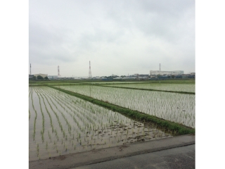 田んぼーー！