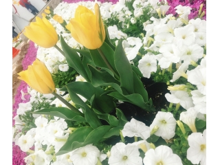 春～はじまり～